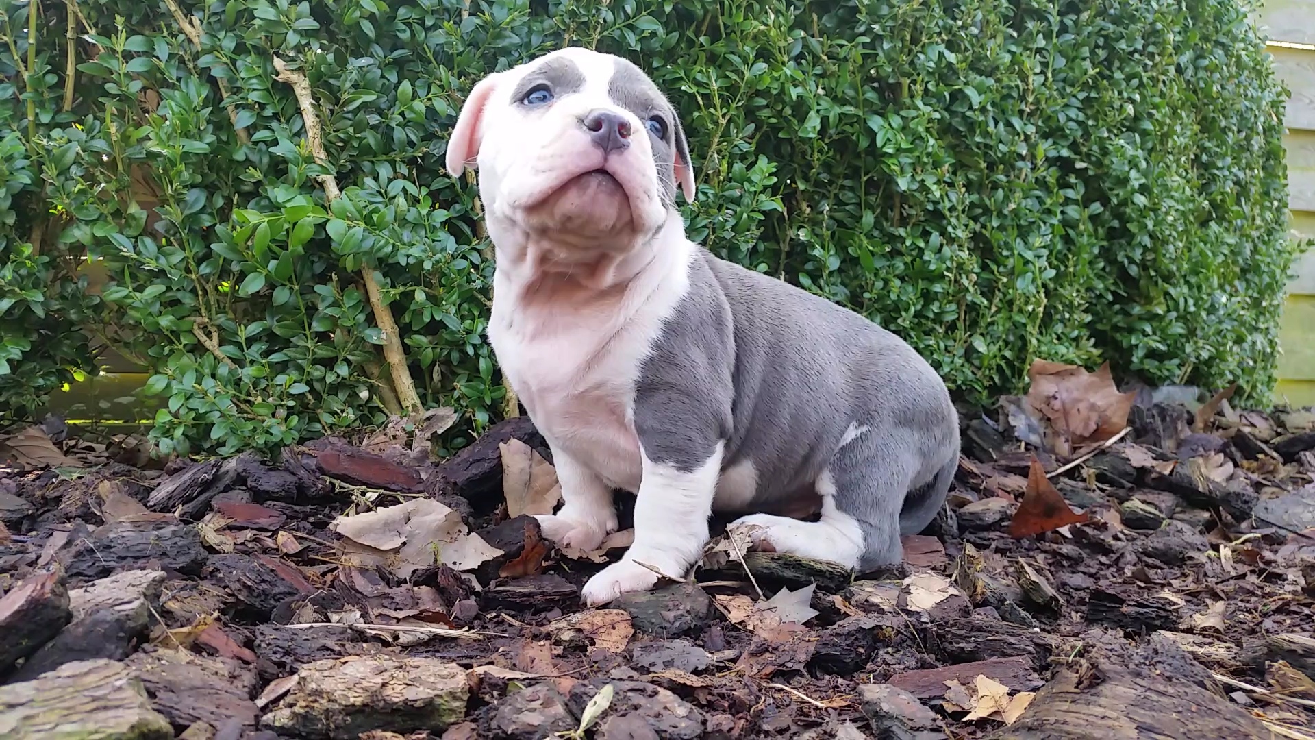 American Bully Kennel The Falcon - Lionheart Bloodline