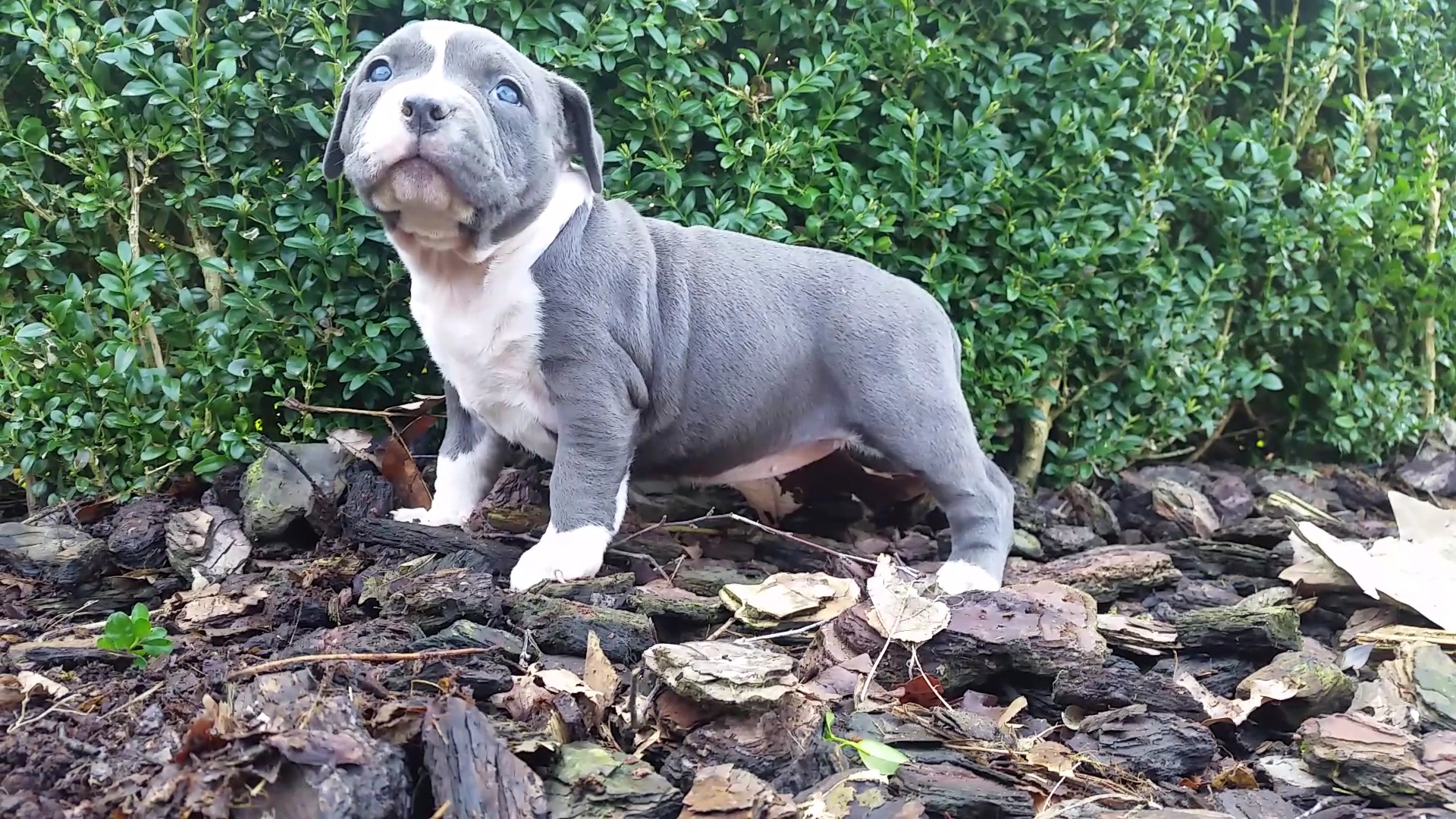 American Bully Kennel The Falcon - Lionheart Bloodline