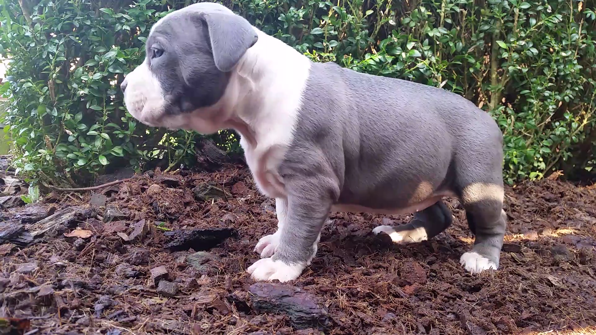 American Bully Kennel The Falcon - Lionheart Bloodline