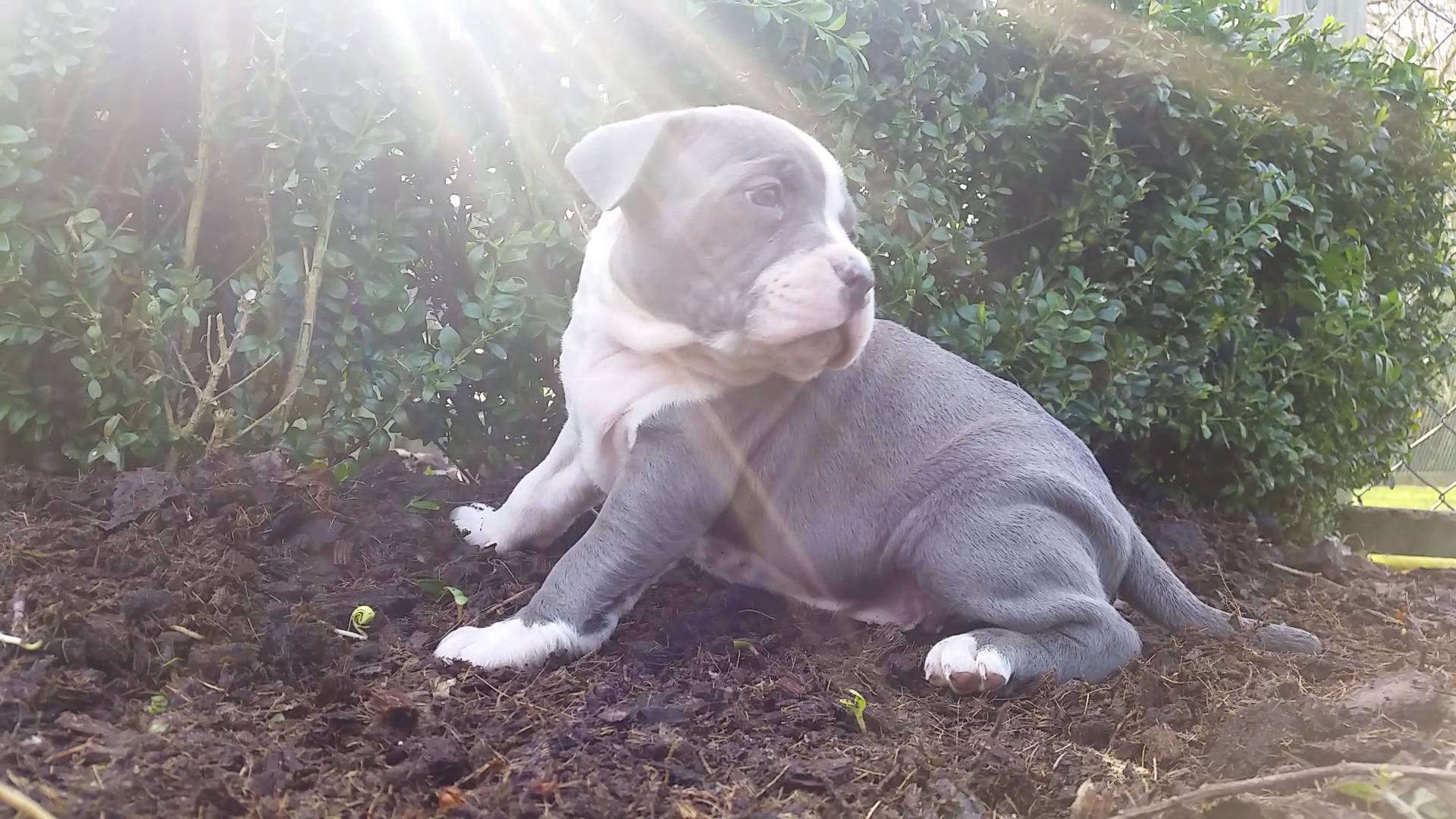 American Bully Kennel The Falcon - Lionheart Bloodline