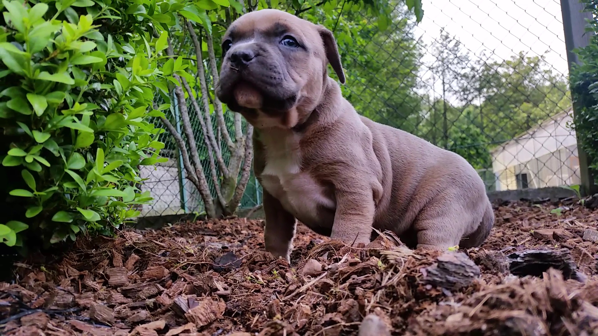 American Bully Kennel The Falcon - Lionheart Bloodline