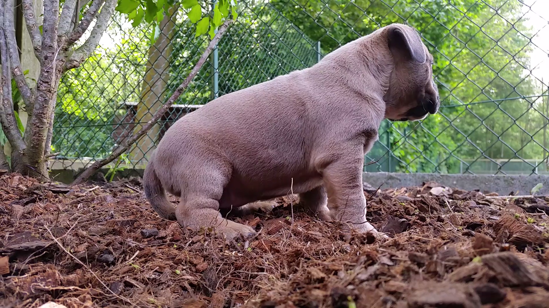 American Bully Kennel The Falcon - Lionheart Bloodline