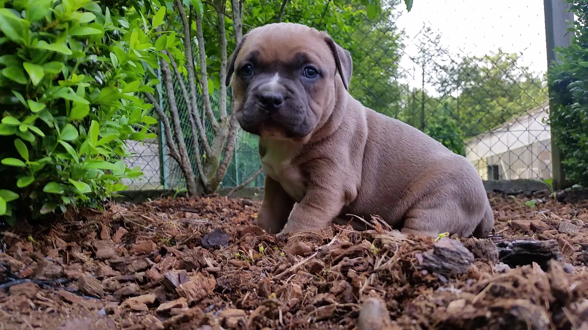 American Bully Kennel The Falcon - Lionheart Bloodline