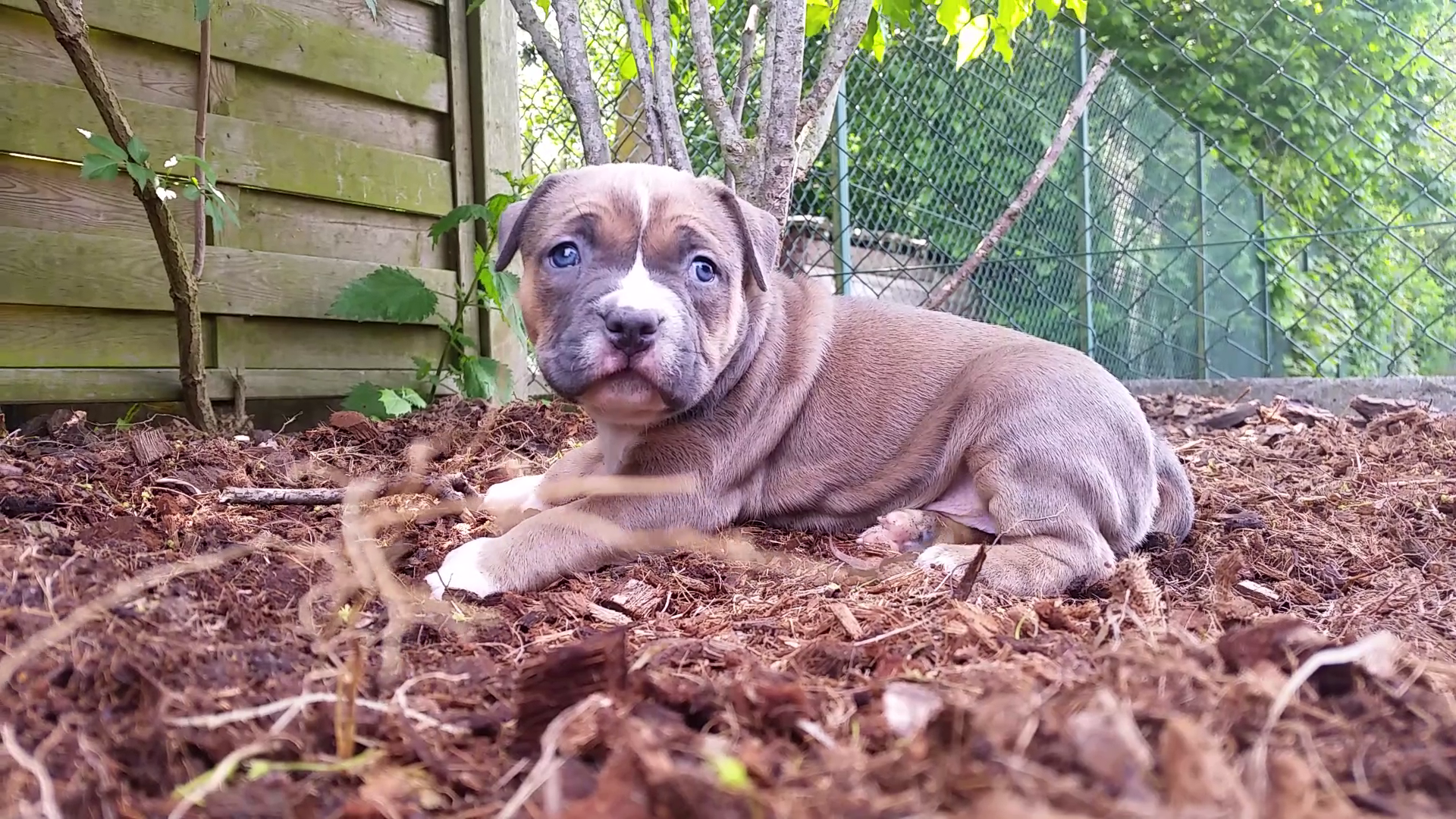 American Bully Kennel The Falcon - Lionheart Bloodline