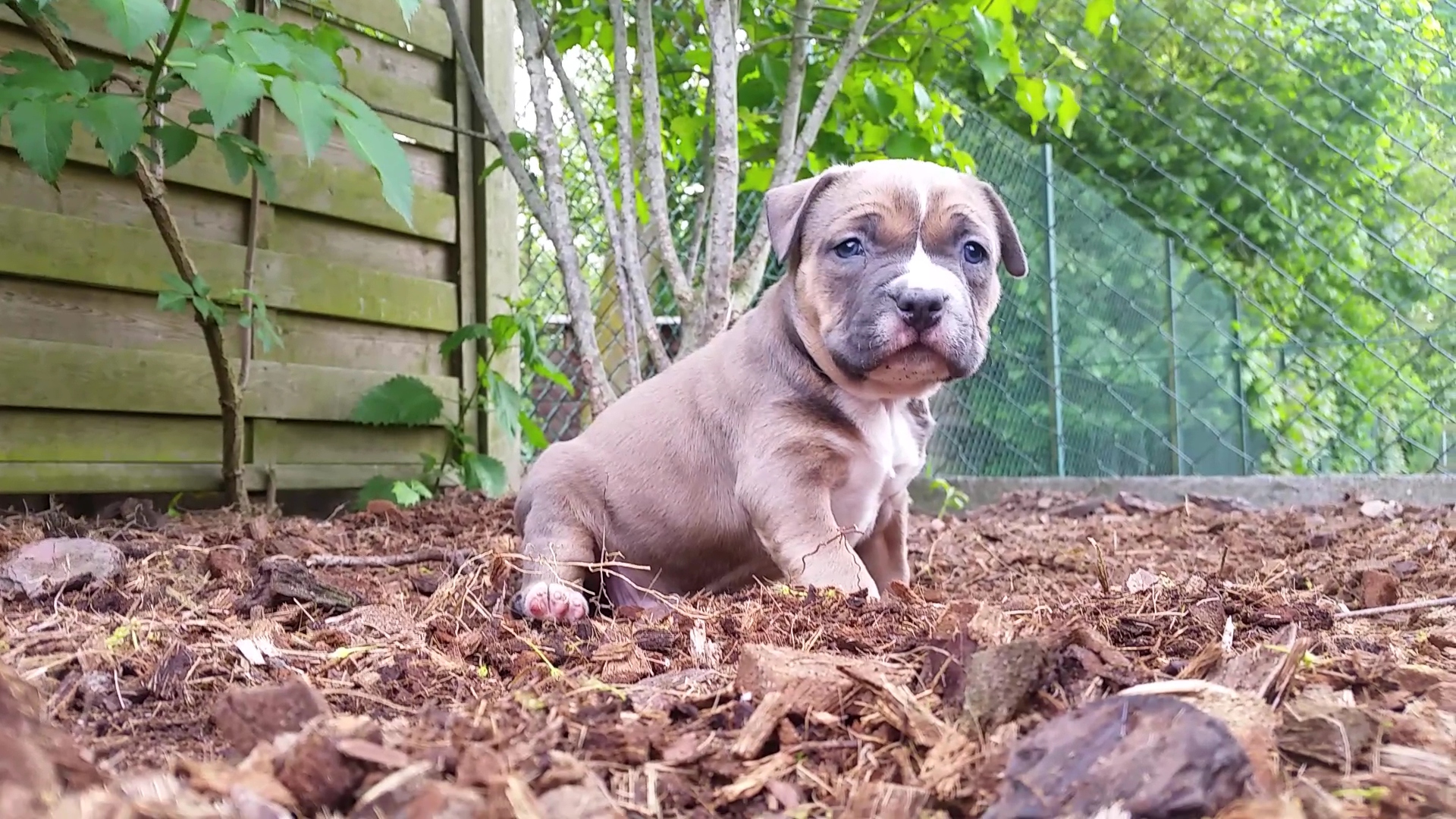 American Bully Kennel The Falcon - Lionheart Bloodline