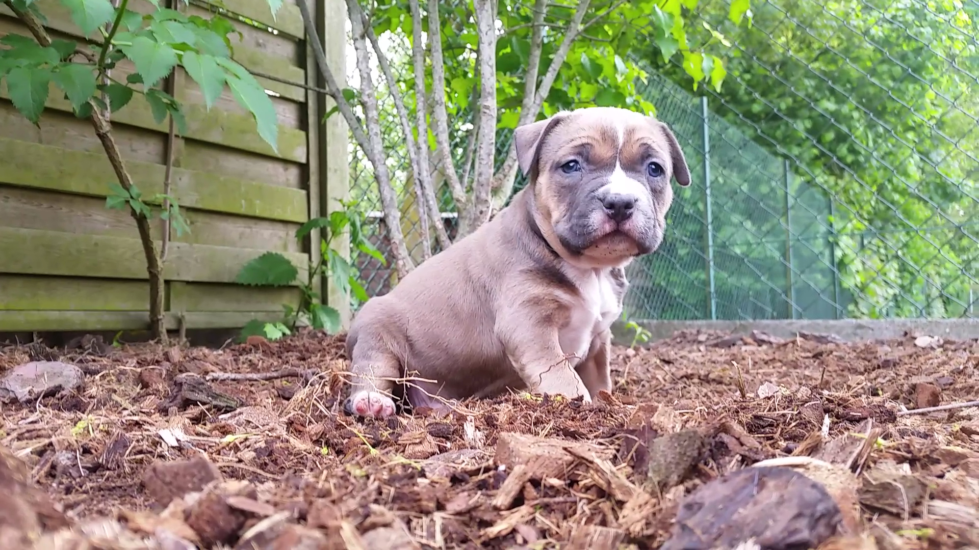 American Bully Kennel The Falcon - Lionheart Bloodline