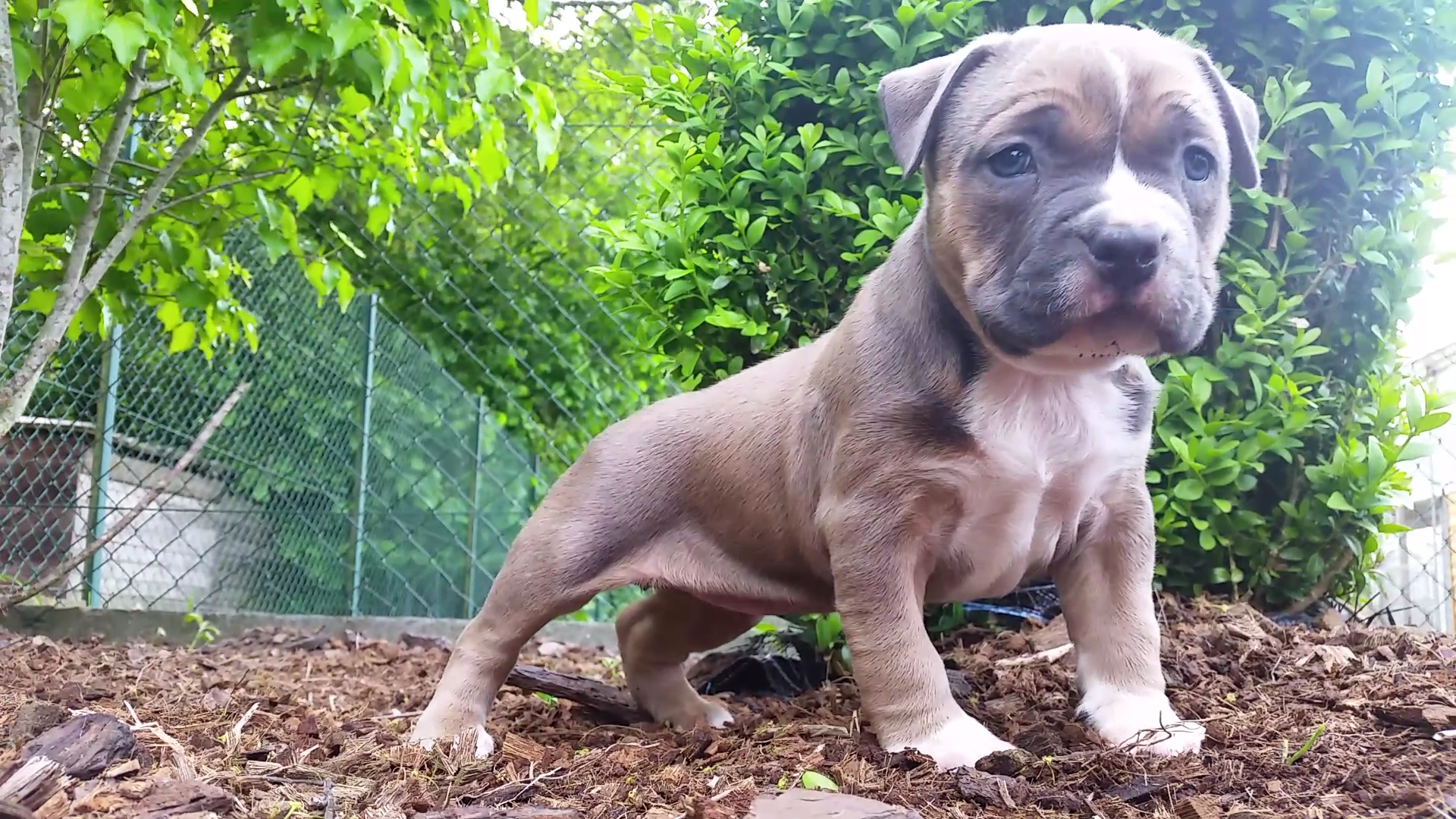 American Bully Kennel The Falcon - Lionheart Bloodline